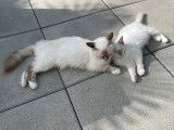 Chatons Sacré de Birmanie à vendre