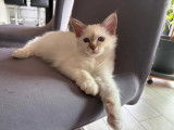 Chatons Sacré de Birmanie à vendre