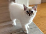 Chatons Sacré de Birmanie à vendre