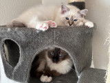 Chatons Sacré de Birmanie à vendre