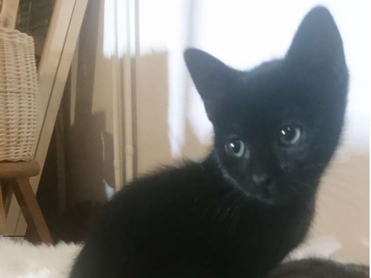 Chatons à donner