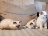 Chatons Sacrés de Birmanie LOOF (pure race) à vendre