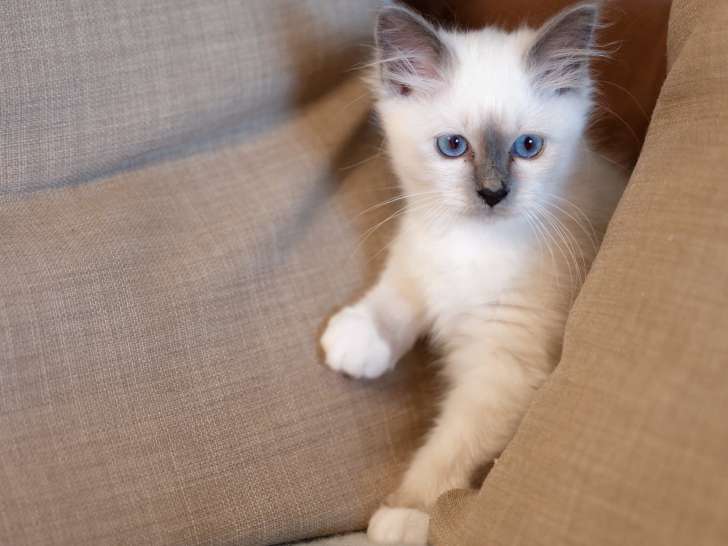 Chatons Sacrés de Birmanie LOOF (pure race) à vendre