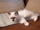 Chatons Sacrés de Birmanie LOOF (pure race) à vendre