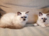 Chatons Sacrés de Birmanie LOOF (pure race) à vendre