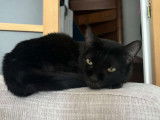 Flowa, chatte noire à adopter en association