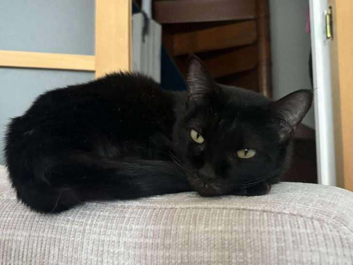 Flowa, chatte noire à adopter en association