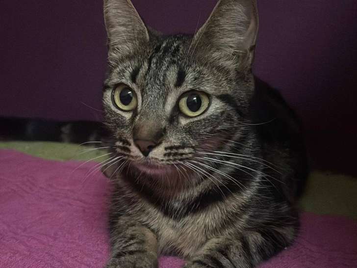 Tabi, jeune chatte tigrée à adopter en association