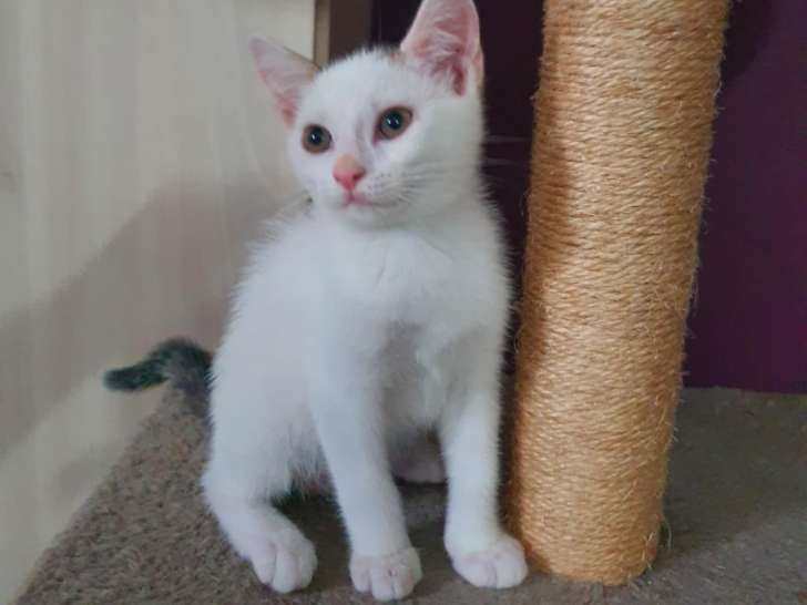 Plumy, chaton mâle blanc tacheté à adopter