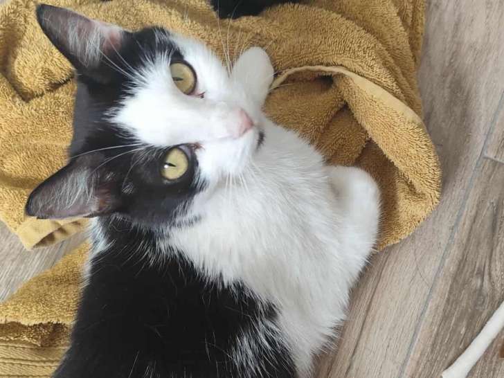 Delice, jeune chatte noir et blanc à adopter en association