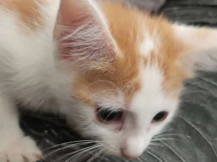 À adopter : chaton femelle de 2 mois