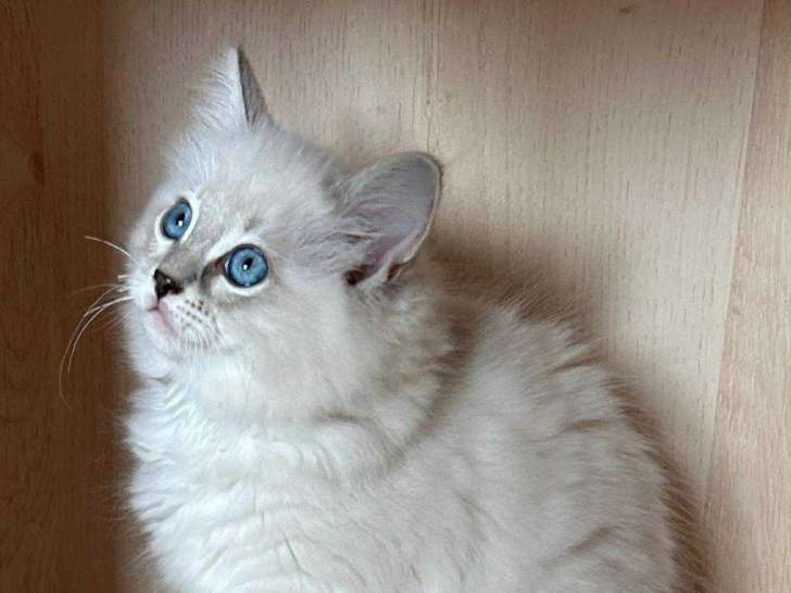 Chatonne Ragdoll LOOF à vendre