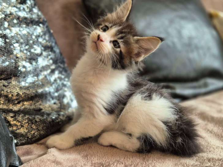 Chaton Maine Coon à vendre