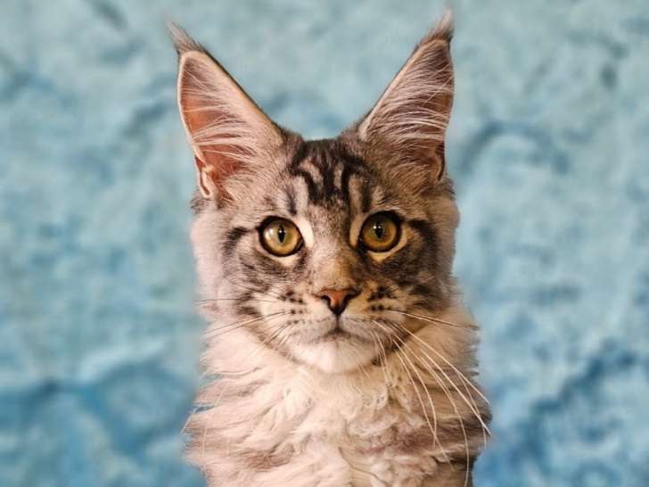 Chaton mâle Maine Coon LOOF à vendre
