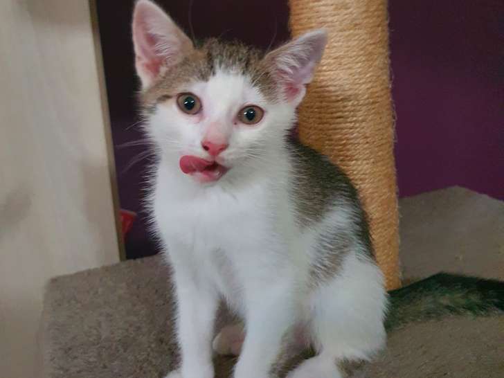 Bulle, chatonne tricolore à adopter en association
