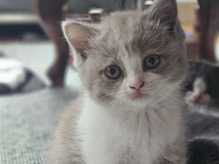 Chatons de type British Shorthair à vendre (2 femelles)