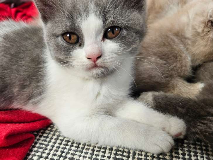 Chatons de type British Shorthair à vendre (1 femelles et 1 mâle)