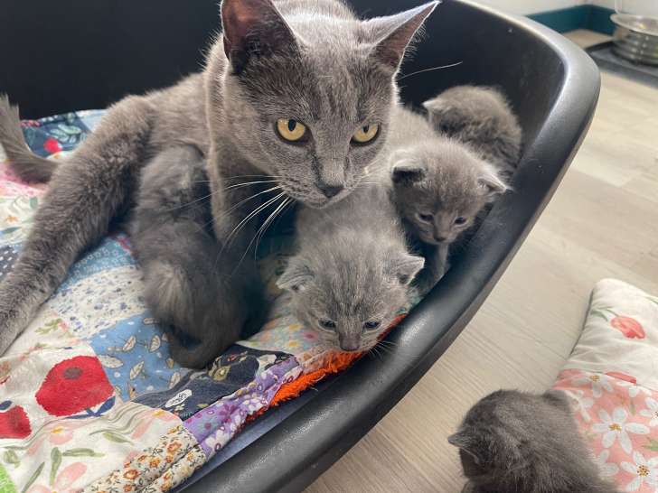 Chatons Chartreux LOOF ou non LOOF à vendre