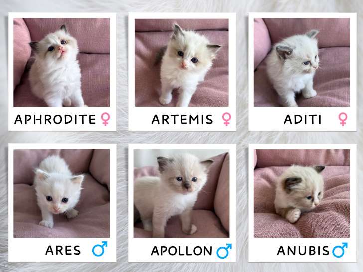 Chatons Ragdoll LOOF à réserver pour septembre 2025