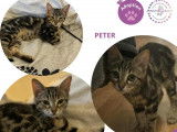 Chatons à adopter