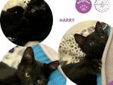 Chatons à adopter
