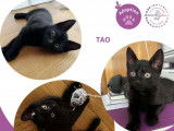 Chatons à adopter