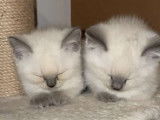 Chatons British Shorthair &agrave; vendre