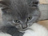 Chatons British Shorthair &agrave; vendre