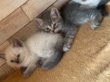 Chatons British Shorthair &agrave; vendre