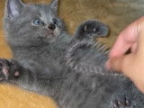 Chatons British Shorthair &agrave; vendre