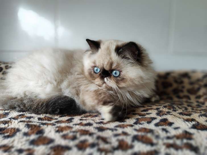 Azia seal tortie point