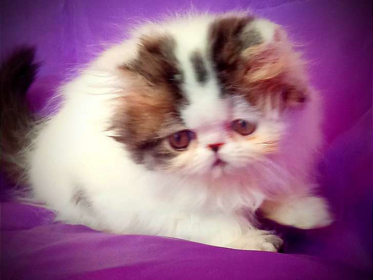Chatons Persan à vendre