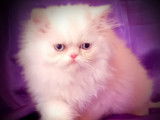 Chatons Persan à vendre