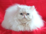 Chatons Persan &agrave; vendre