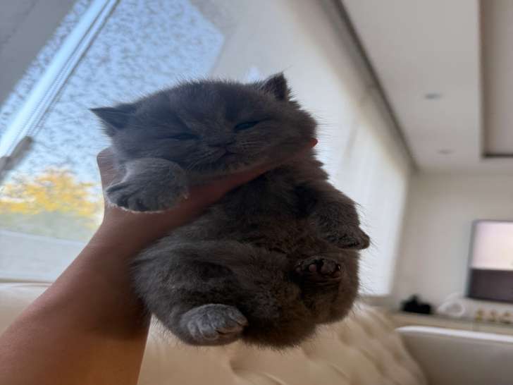 Magnifiques chatons avec pedigree à vendre