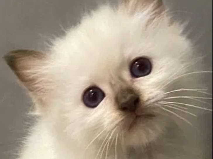 4 chatons Sacré de Birmanie LOOF disponibles à la vente