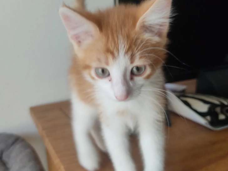 Disponible à l'adoption : chaton mâle roux et blanc