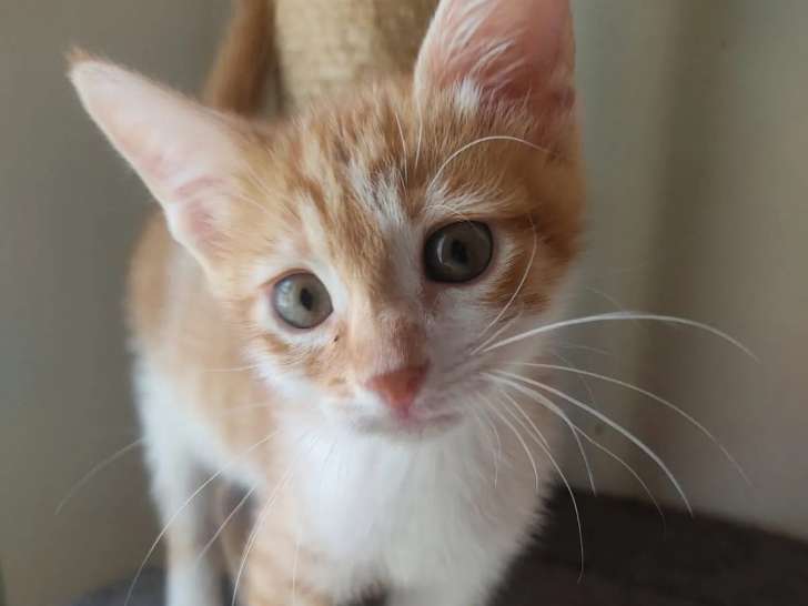 En attente d'adoption : chaton mâle âgé de 2 mois