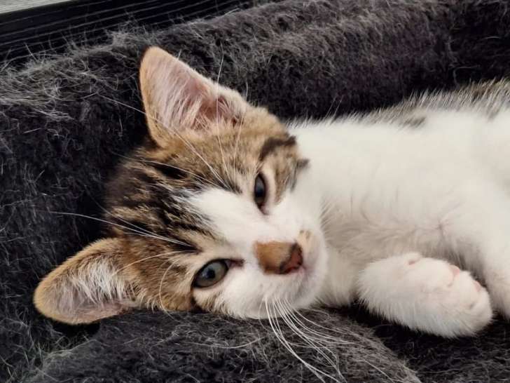 Prêt pour l’adoption : chaton mâle marron et blanc