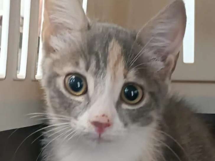 À accueillir : chaton femelle de 3 mois