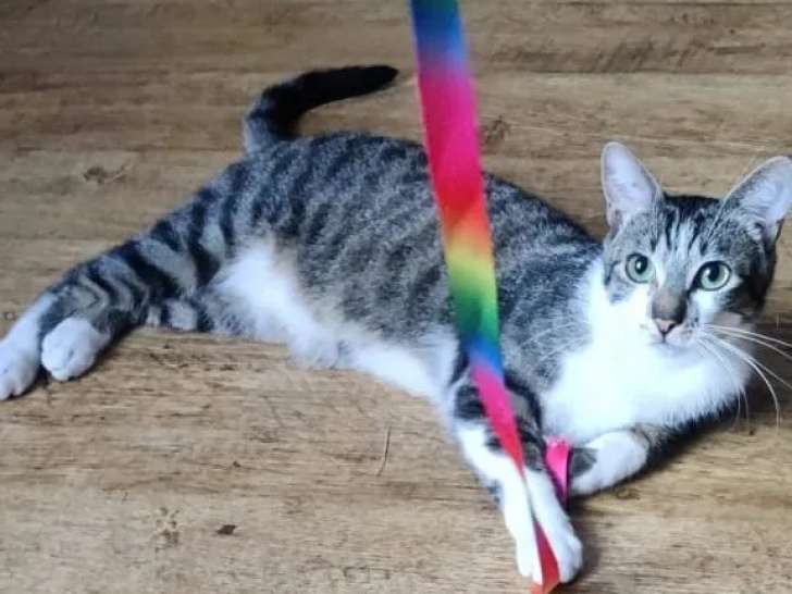 En quête d’un foyer : chat tigré gris
