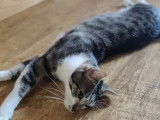 En quête d’un foyer : chat tigré gris