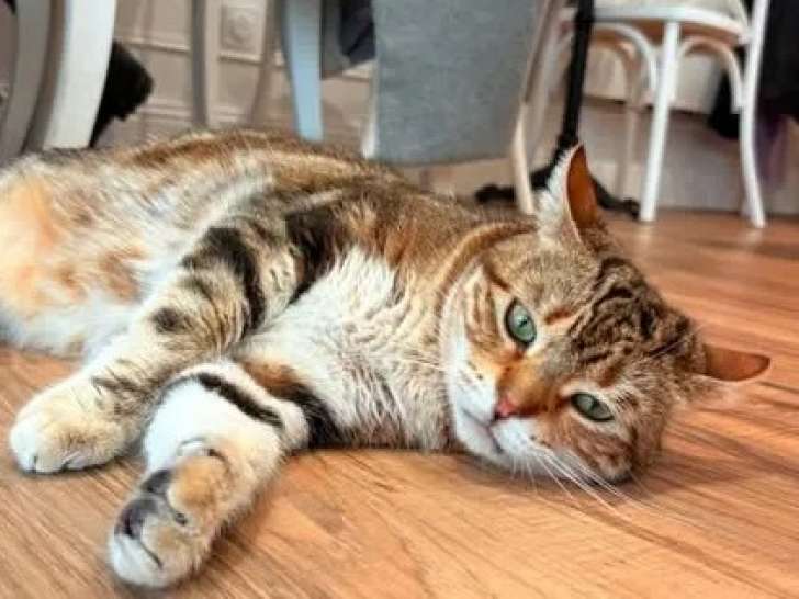 Adoption disponible : chatte de 4 ans