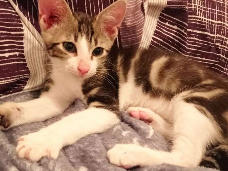 À la recherche d’un foyer : chaton mâle marron et blanc