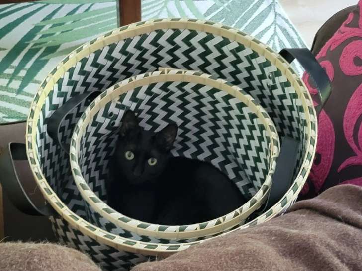 Chatte d'un an à adopter