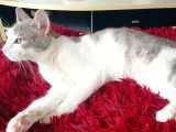 Chatte d’un an disponible à l'adoption