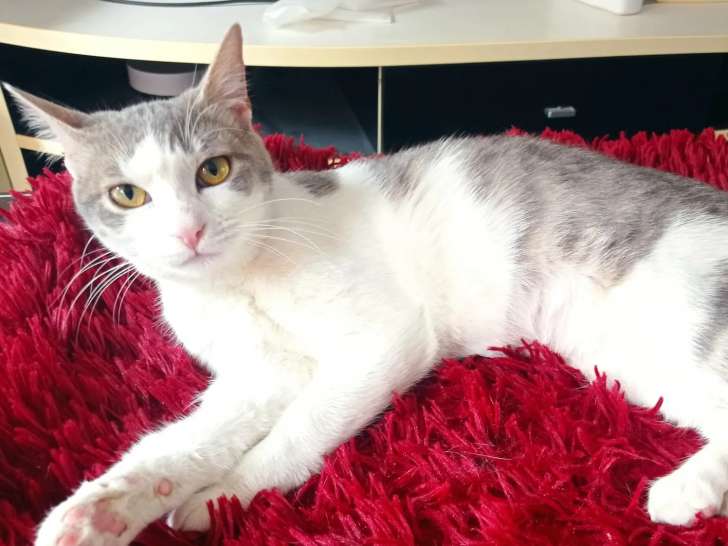 Chatte d’un an disponible à l'adoption