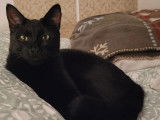 Chat noir en attente d'adoption