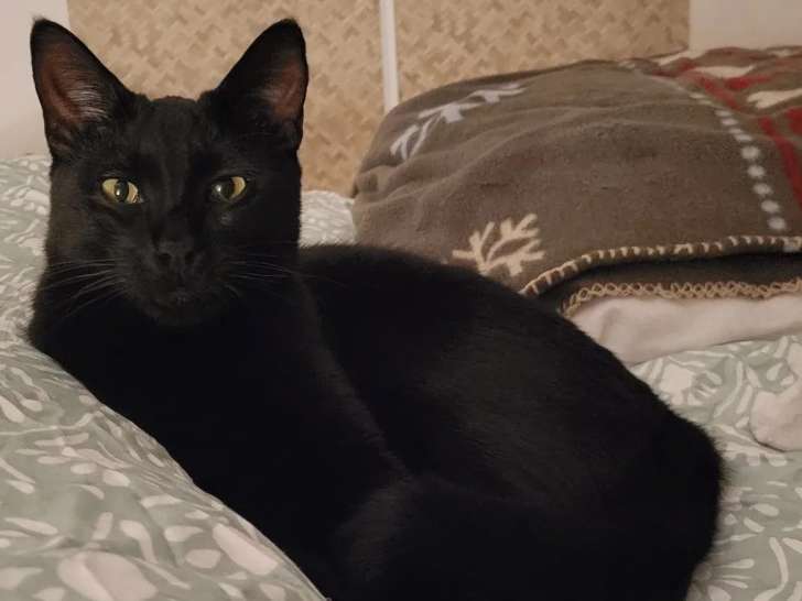 Chat noir en attente d'adoption