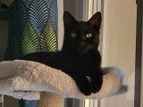 Chat noir en attente d'adoption